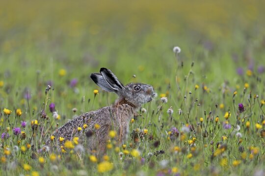 The brown hare (Lepus europaeus) does not disdain the seeds of this dandelion either, Germany