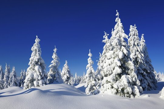 Snow-covered winter landscape, snow-covered spruces and sparkling snow crystals, Harz National Park, Saxony-Anhalt, Germany