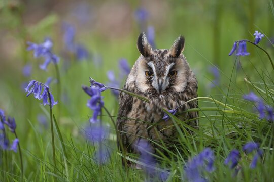 Long eared owl (Asio otus) adult bird sat amongst Bluebell flowers in a spring woodland, England, United Kingdom