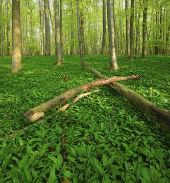 Sunny untouched natural beech forest in spring, fresh green foliage, fallen trees, wild garlic covering the ground, UNESCO World Natural Heritage Primeval Beech Forests in the Carpathians and Ancient Beech Forests in Germany, Hainich National Park, T