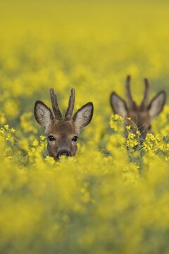 Roebuck in the rape