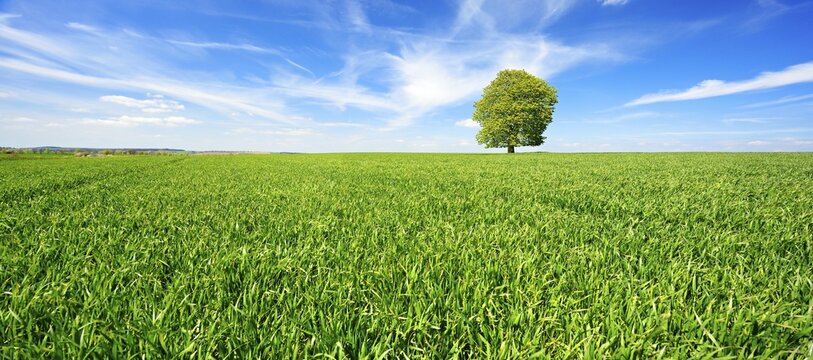 Large solitary horse chestnut (Aesculus) on a green field in spring, blue sky with clouds, Burgenlandkreis, Saxony-Anhalt, Germany