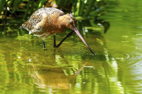 Lapwing in shallow water, looking for food, reflection on the water surface, black-tailed godwit (Limosa limosa), France