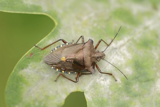 Forest bug (Pentatoma rufipes), North Rhine-Westphalia, Germany