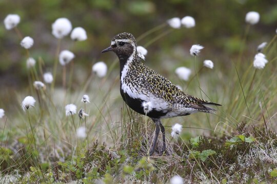 European golden plover (Pluvialis apricaria) in the tundra with sheath cotton grass (Eriphorum vaginatum) Lofoten, Norway, Scandinavia