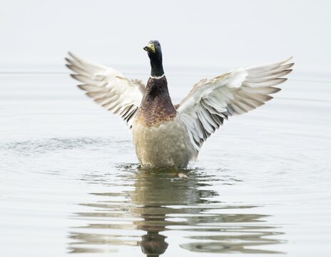 Mallard (Anas platyrhynchos), male, on a lake, flapping his wings, Lower Saxony, Germany