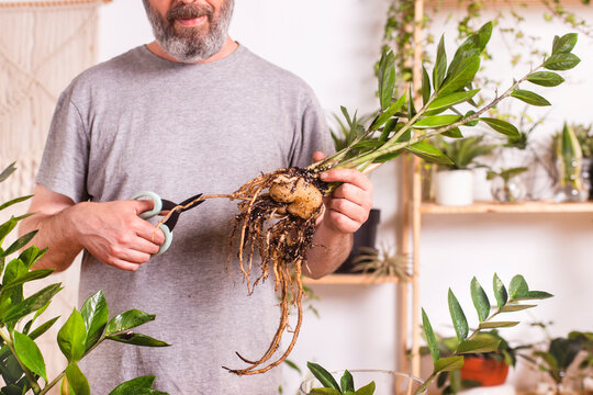 Man cutting grown roots of Zamioculcas Zamiifolia plant while gardening at home