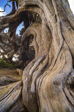Juniper tree Sabina shaped by the wind near El Sabinar, El Hierro, Canary Islands, Spain