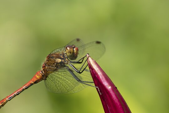 Ruddy darter dragonfly (Sympetrum sanguineum) adult male insect resting on a garden lily flower, England, United Kingdom