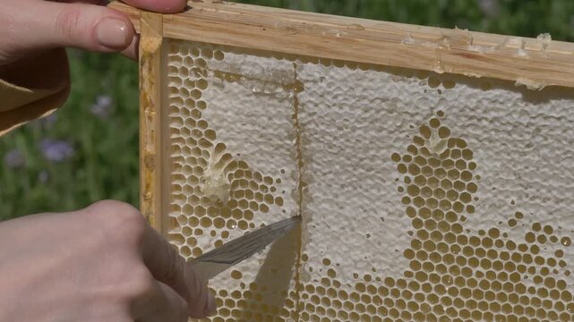 White European woman with honey frame from hive, fresh organic private apiary honeycombs.