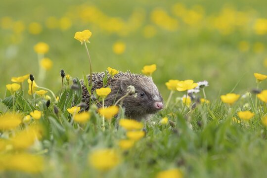 European hedgehog (Erinaceus europaeus) adult animal in a spring time meadow with flowering Buttercups, England, United Kingdom