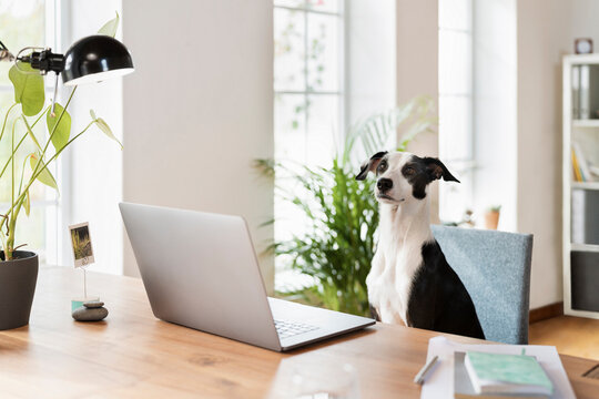 Jack Russell Terrier sitting at desk in home office