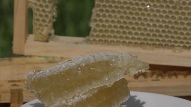 White European woman with honey frame from hive, fresh organic private apiary honeycombs.