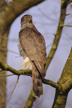 Northern goshawk ( Accipiter gentilis) sitting in a tree, Oldenburger M&uuml;nsterland, Lower Saxony, Germany