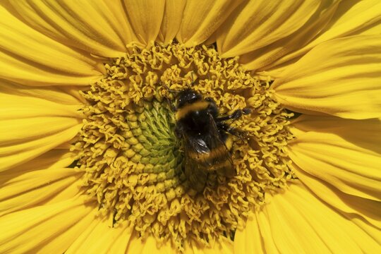 Buff tailed bumblebee (Bombus terrestris) adult bee insect feeding on a garden sunflower flower in summer, England, United Kingdom
