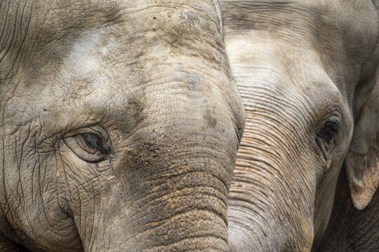 Two Asian elephant (Elephas maximus), animal portrait, Germany