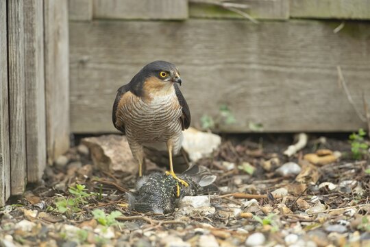 Eurasian sparrowhawk (Accipiter nisus) adult male bird of prey with a kill of a starling on a garden drive, England, United Kingdom
