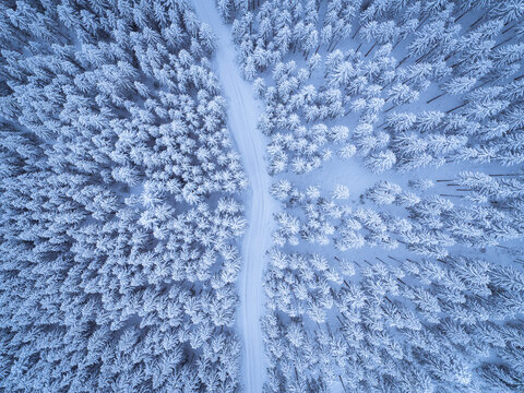 Austria, Gosau, aerial view of road through coniferous forest in winter