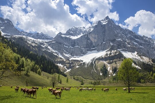 Cows grazing on an alpine meadow in early summer, the first day on the alp, Eng-Alm, Karwendel Mountains, Tyrol, Austria