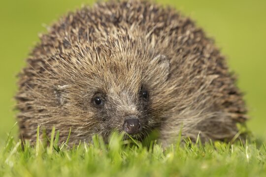 European hedgehog (Erinaceus europaeus) adult animal on a garden grass lawn in the spring, England, United Kingdom