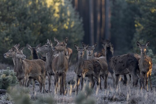 After a few minutes, a large herd of red deer (Cervus elaphus) stands directly in front of me, focussing and releasing the shutter at minus 15 degrees Celsius is very difficult for me, sometimes it doesn't work, frost, cold, hoarfrost, morning sun, Germany