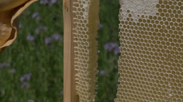 White European woman with honey frame from hive, fresh organic private apiary honeycombs.