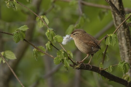 Eurasian wren (Troglodytes troglodytes) adult bird on a Hazel tree branch carrying a feather in its beak for nesting material, England, United Kingdom