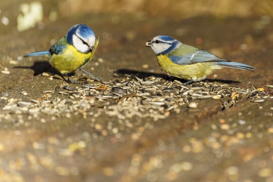 Two blue tits eating seeds on the ground in the wild, blue tit (Cyanistes caeruleus), wildlife, Germany