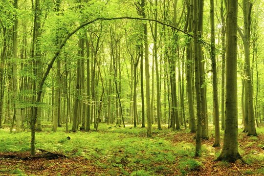 Sunny beech forest, curved tree trunk forms a gate, fern covers the forest floor, near Naumburg, Burgenlandkreis, Saxony-Anhalt, Germany