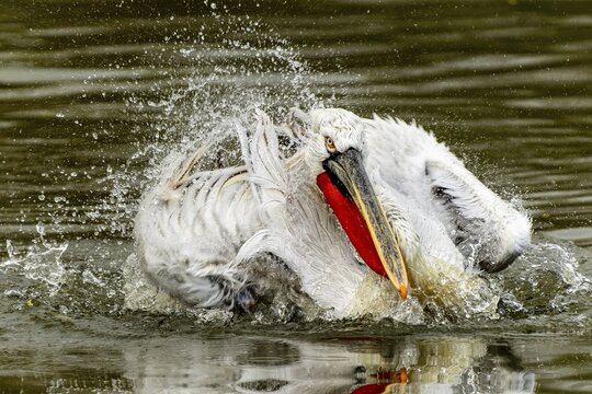 Dalmatian pelican (Pelecanus crispus), bathing, France
