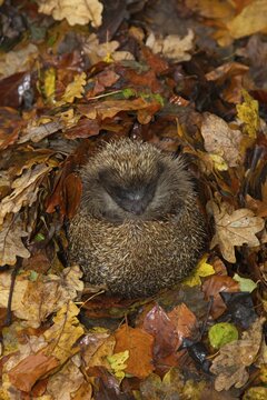 European hedgehog (Erinaceus europaeus) adult animal sleeping on fallen autumn leaves during hibernation, England, United Kingdom