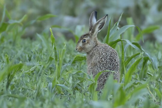 European brown hare (Lepus europaeus) juvenile baby leveret animal in a farmland maize field in summer, England, United Kingdom