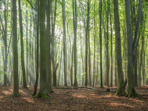 Natural old beech forest with morning fog and sun rays, Hohe Schrecke mountain range, Thuringia, Germany