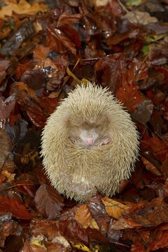 European hedgehog (Erinaceus europaeus) adult white or albino animal on fallen autumn leaves in a garden, Suffolk, England, United Kingdom