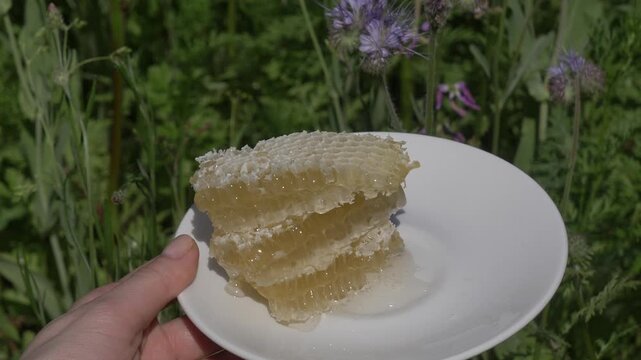 Fresh honey from private garden apiary on plate, organic product, blooming flowers background.