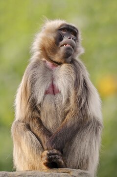 Djelada or gelada baboon (Theropithecus gelada), captive, occurring in Ethiopia