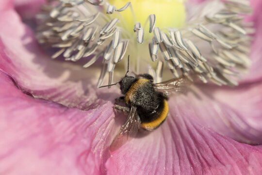 Buff tailed bumblebee (Bombus terrestris) adult bee feeding on a poppy flower in an urban garden in summer, England, United Kingdom