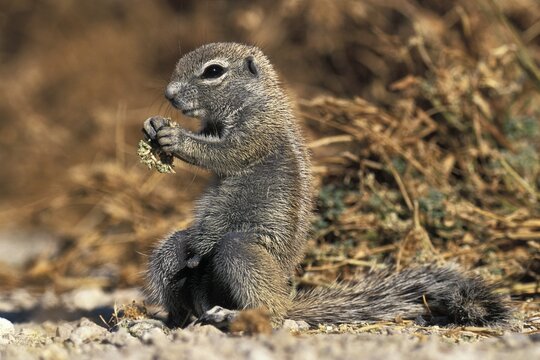 Cape Ground Squirrel (Xerus inauris), Namibia, Africa