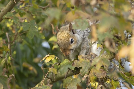 Grey squirrel (Sciurus carolinensis) adult mammal collecting Field maple tree seeds in autumn, England, United Kingdom