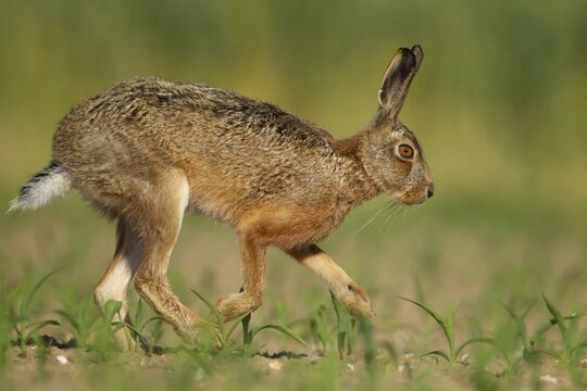European brown hare (Lepus europaeus) adult animal running in a farmland maize crop in summer, England, United Kingdom