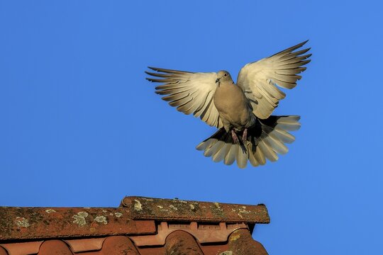 Pigeon soaring towards a tiled roof against a blue sky, Eurasian Collared Dove (Streptopelia decaocto), wildlife, Germany