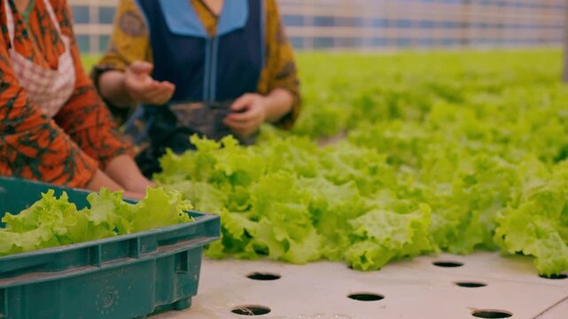 Hands of farmer woman worker. Agro-food production of row growing farm hydroponic greenhouse fresh lettuce leaves. Factory vegetable industrial facility. Farming planting industry agriculture plant.