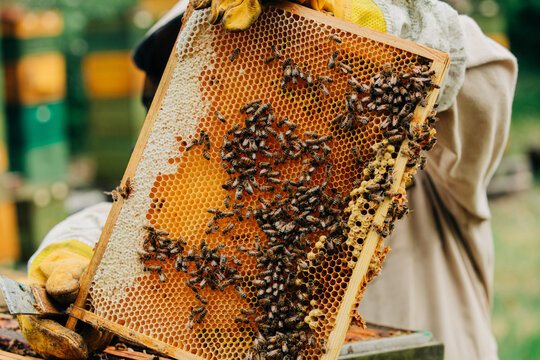 Beekeeper checking honeycomb frame at the apiary