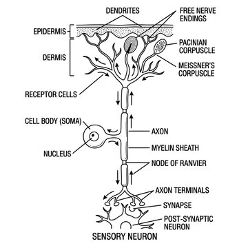 Science of sensory organs and description of parts of the skin