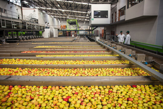 Workers in apple factory