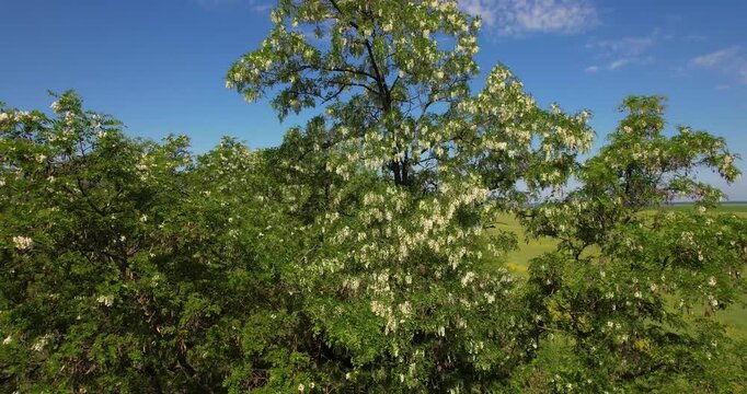 Cinematic aerial close-up from a drone flying over the crown of a blossoming white acacia tree on a sunny day