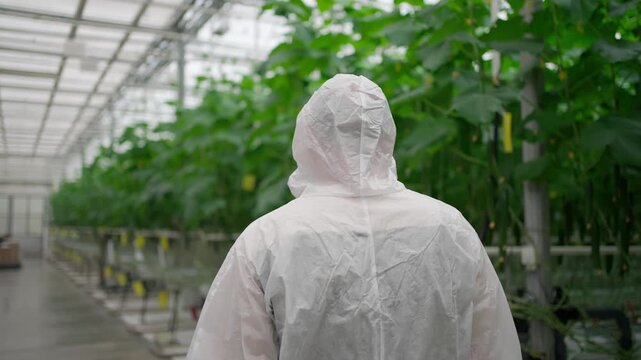 Agro-food production of growing farm greenhouse cucumbers. Farmer man worker agronomist walks vegetables, Factory industrial facility. Farming Pesticides insecticides on agricultural industry.