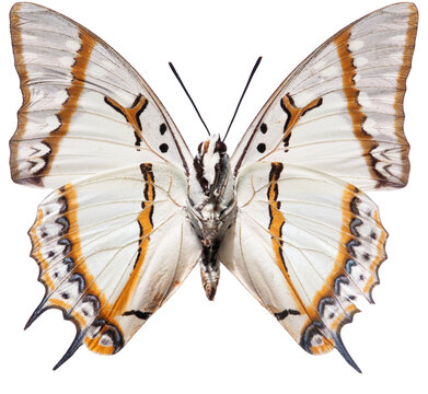Papillon nymphalidae Polyura eudamippus