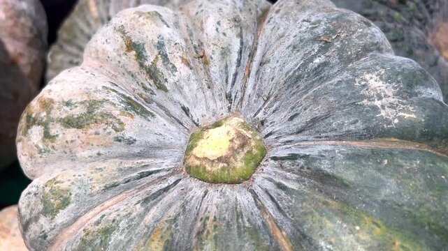  video close-up of fresh green pumpkin skin texture with natural patterns and organic details. Agricultural harvest concept, healthy food ingredient, and natural background.