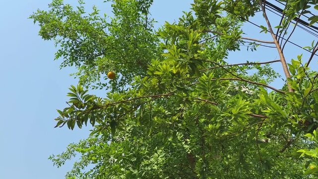 Natural wide angle shot of lush bael tree branches with dense green foliage and a ripe yellow bael fruit visible against clear blue sky in bright daylight